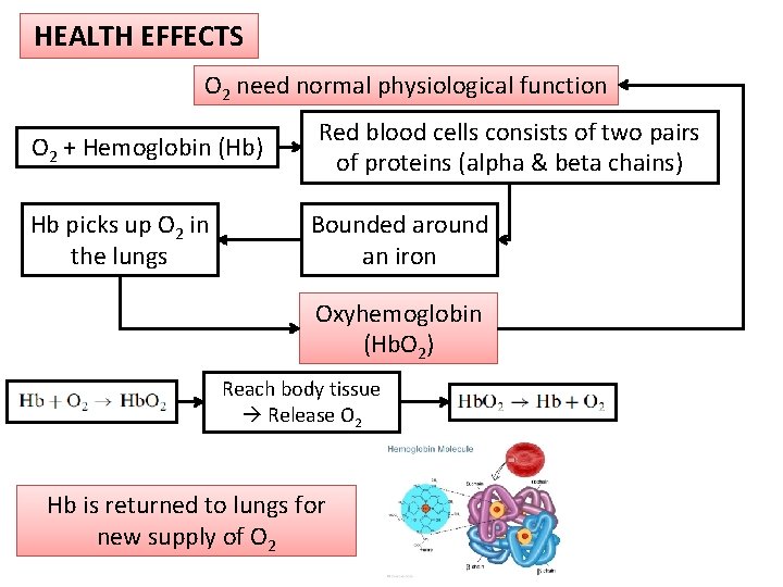 HEALTH EFFECTS O 2 need normal physiological function O 2 + Hemoglobin (Hb) Hb