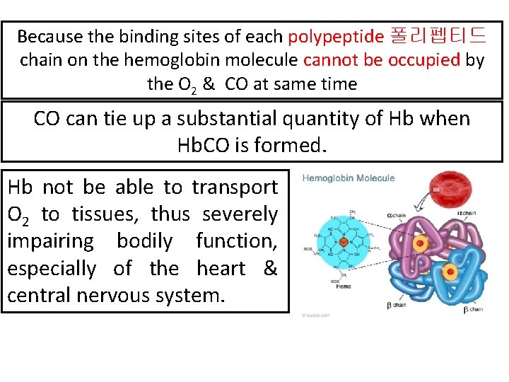 Because the binding sites of each polypeptide 폴리펩티드 chain on the hemoglobin molecule cannot Because the binding sites of each polypeptide 폴리펩티드 chain on the hemoglobin molecule cannot