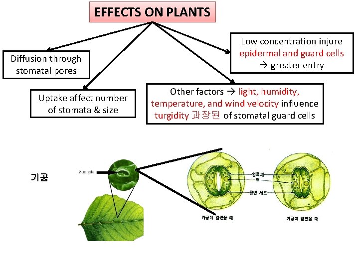 EFFECTS ON PLANTS Diffusion through stomatal pores Uptake affect number of stomata & size