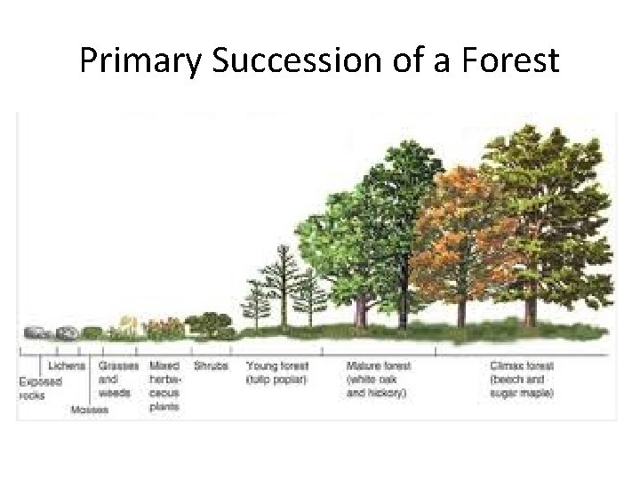 Primary Succession of a Forest 