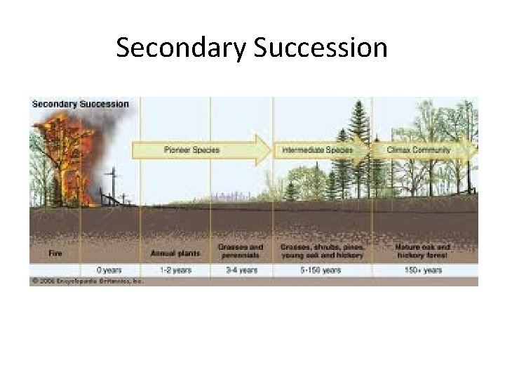 Secondary Succession 