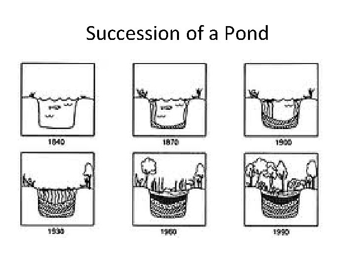 Succession of a Pond 