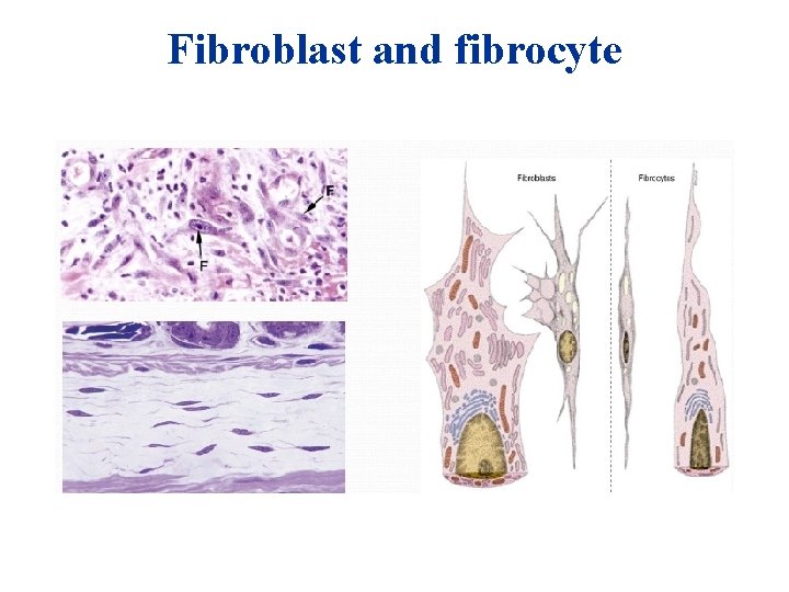 Fibroblast and fibrocyte Fibroblast and fibrocyte