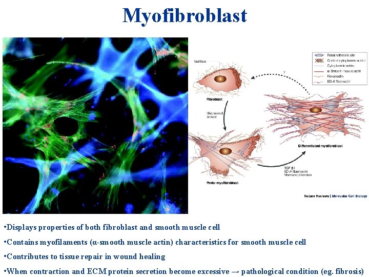 Myofibroblast + HIO 4 = • Displays properties of both fibroblast and smooth muscle Myofibroblast + HIO 4 = • Displays properties of both fibroblast and smooth muscle