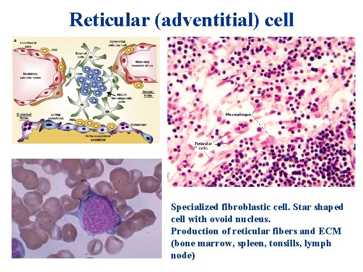 Reticular (adventitial) cell Specialized fibroblastic cell. Star shaped cell with ovoid nucleus. Production of Reticular (adventitial) cell Specialized fibroblastic cell. Star shaped cell with ovoid nucleus. Production of
