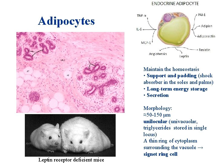 Adipocytes Maintain the homeostasis • Support and padding (shock absorber in the soles and Adipocytes Maintain the homeostasis • Support and padding (shock absorber in the soles and