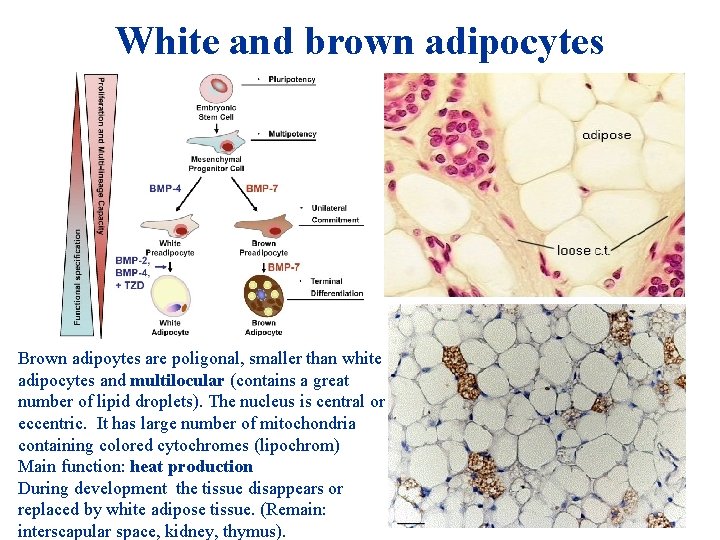 White and brown adipocytes Brown adipoytes are poligonal, smaller than white adipocytes and multilocular White and brown adipocytes Brown adipoytes are poligonal, smaller than white adipocytes and multilocular