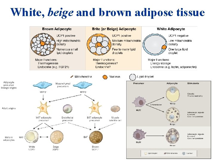 White, beige and brown adipose tissue White, beige and brown adipose tissue