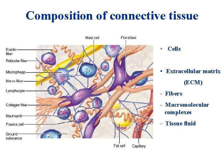 Composition of connective tissue • Cells • Extracellular matrix (ECM) - Fibers - Macromolecular Composition of connective tissue • Cells • Extracellular matrix (ECM) - Fibers - Macromolecular