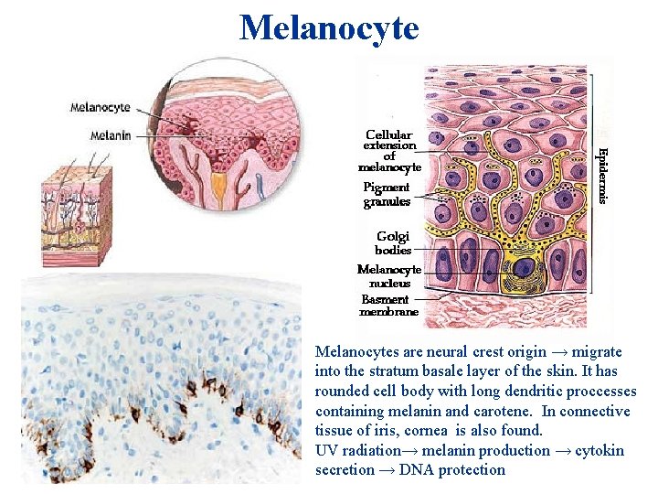 Melanocytes are neural crest origin → migrate into the stratum basale layer of the Melanocytes are neural crest origin → migrate into the stratum basale layer of the