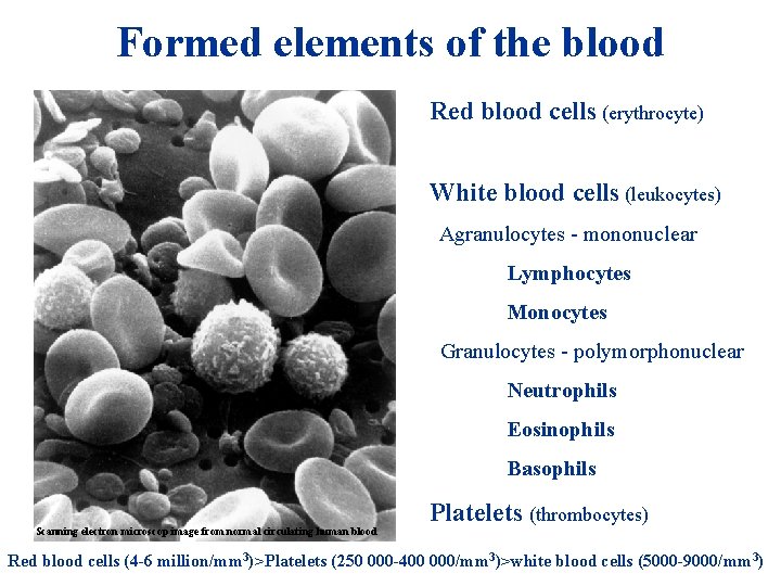 Formed elements of the blood Red blood cells (erythrocyte) White blood cells (leukocytes) Agranulocytes Formed elements of the blood Red blood cells (erythrocyte) White blood cells (leukocytes) Agranulocytes