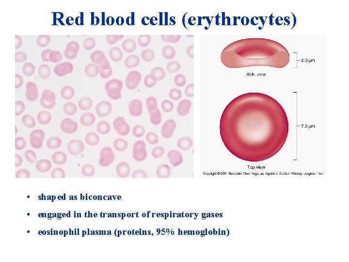 Red blood cells (erythrocytes) • shaped as biconcave • engaged in the transport of Red blood cells (erythrocytes) • shaped as biconcave • engaged in the transport of