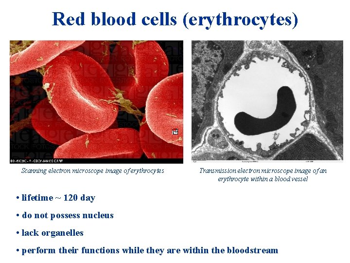Red blood cells (erythrocytes) Scanning electron microscope image of erythrocytes Transmission electron microscope image Red blood cells (erythrocytes) Scanning electron microscope image of erythrocytes Transmission electron microscope image