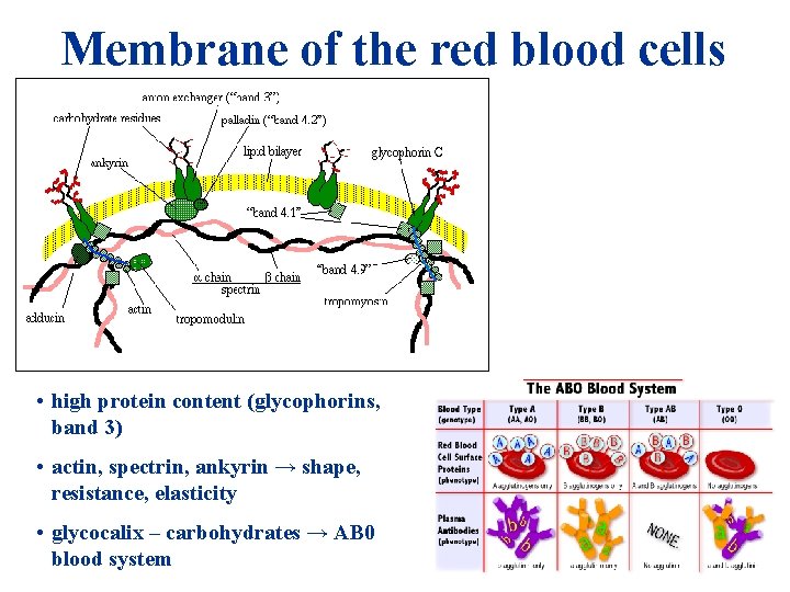 Membrane of the red blood cells • high protein content (glycophorins, band 3) • Membrane of the red blood cells • high protein content (glycophorins, band 3) •