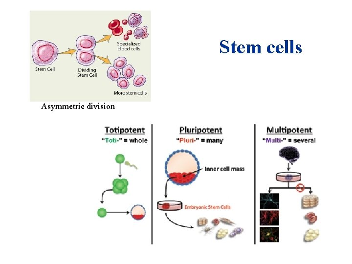 Stem cells Asymmetric division Stem cells Asymmetric division