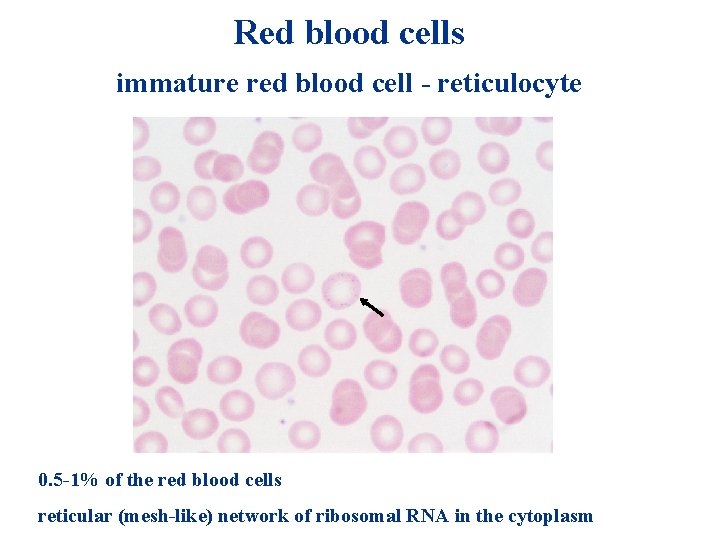 Red blood cells immature red blood cell - reticulocyte 0. 5 -1% of the Red blood cells immature red blood cell - reticulocyte 0. 5 -1% of the
