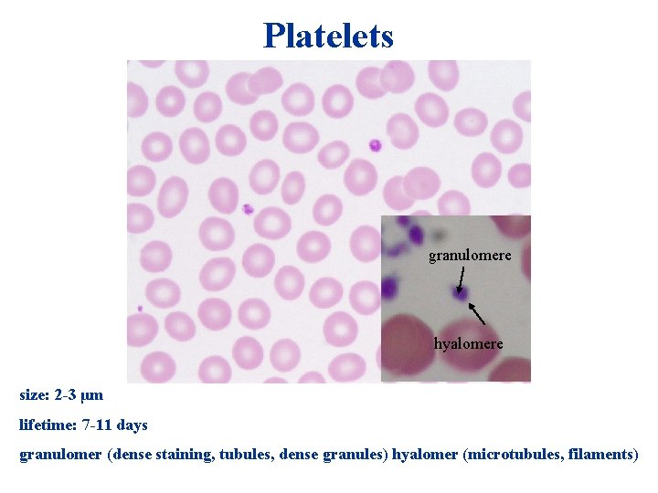 Platelets granulomere hyalomere size: 2 -3 μm lifetime: 7 -11 days granulomer (dense staining, Platelets granulomere hyalomere size: 2 -3 μm lifetime: 7 -11 days granulomer (dense staining,