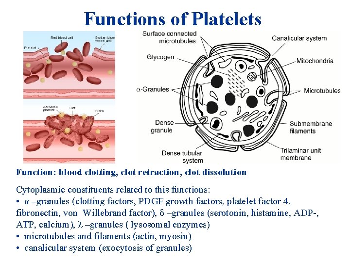 Functions of Platelets Function: blood clotting, clot retraction, clot dissolution Cytoplasmic constituents related to Functions of Platelets Function: blood clotting, clot retraction, clot dissolution Cytoplasmic constituents related to