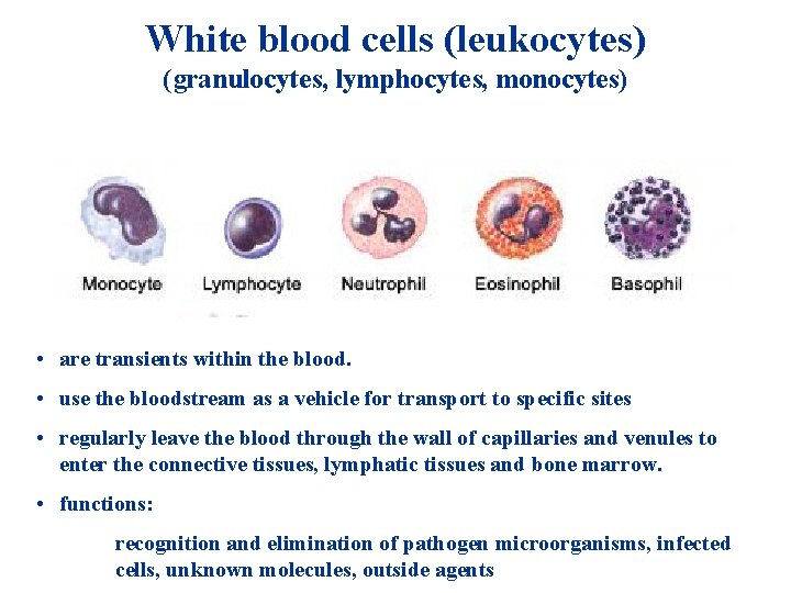 White blood cells (leukocytes) (granulocytes, lymphocytes, monocytes) • are transients within the blood. • White blood cells (leukocytes) (granulocytes, lymphocytes, monocytes) • are transients within the blood. •