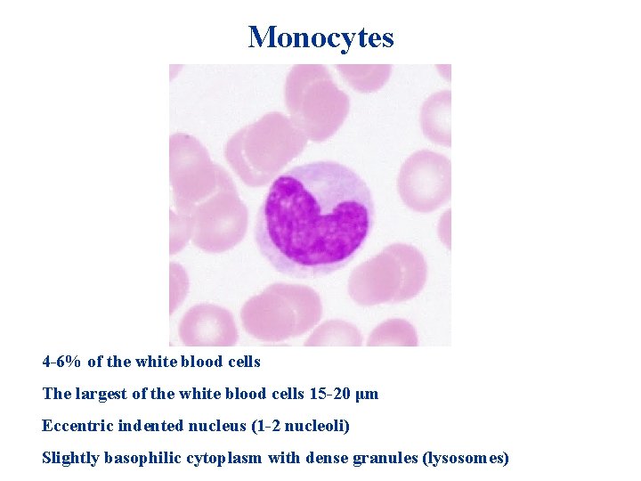 Monocytes 4 -6% of the white blood cells The largest of the white blood Monocytes 4 -6% of the white blood cells The largest of the white blood