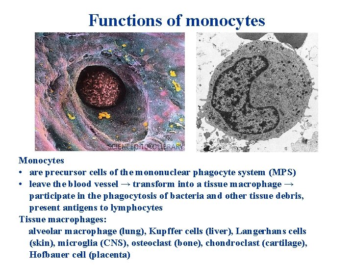 Functions of monocytes Monocytes • are precursor cells of the mononuclear phagocyte system (MPS) Functions of monocytes Monocytes • are precursor cells of the mononuclear phagocyte system (MPS)