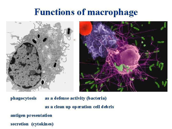 Functions of macrophage + HIO 4 = phagocytosis as a defense activity (bacteria) as Functions of macrophage + HIO 4 = phagocytosis as a defense activity (bacteria) as