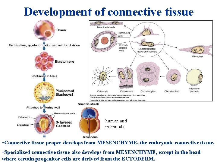 Development of connective tissue human and mammals • Connective tissue proper develops from MESENCHYME, Development of connective tissue human and mammals • Connective tissue proper develops from MESENCHYME,