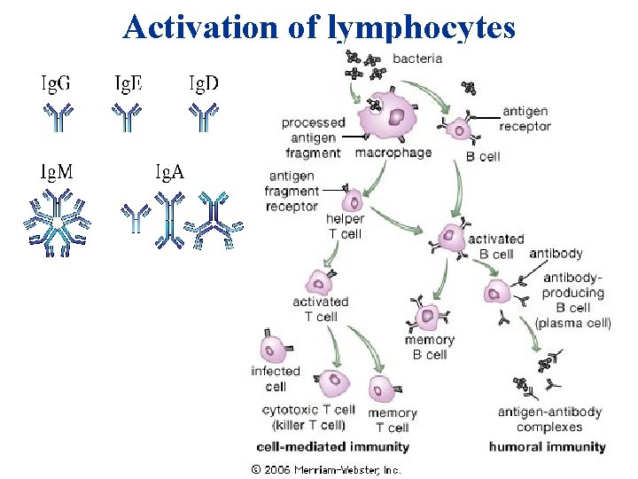 Activation of lymphocytes Activation of lymphocytes