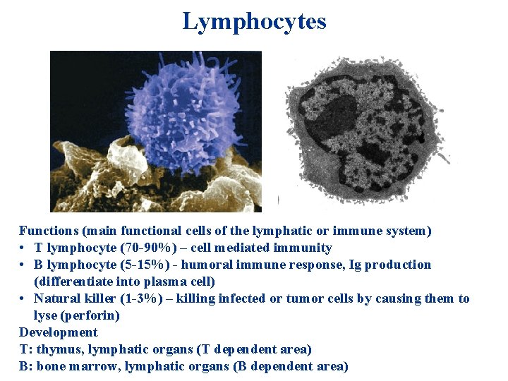 Lymphocytes Functions (main functional cells of the lymphatic or immune system) • T lymphocyte Lymphocytes Functions (main functional cells of the lymphatic or immune system) • T lymphocyte