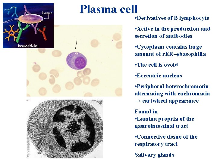 Plasma cell • Derivatives of B lymphocyte • Active in the production and secretion Plasma cell • Derivatives of B lymphocyte • Active in the production and secretion