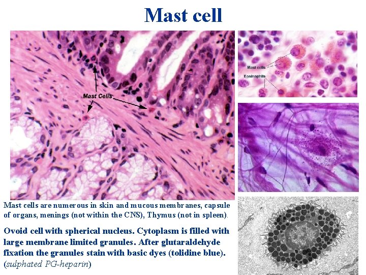 Mast cell + HIO 4 = Mast cells are numerous in skin and mucous Mast cell + HIO 4 = Mast cells are numerous in skin and mucous