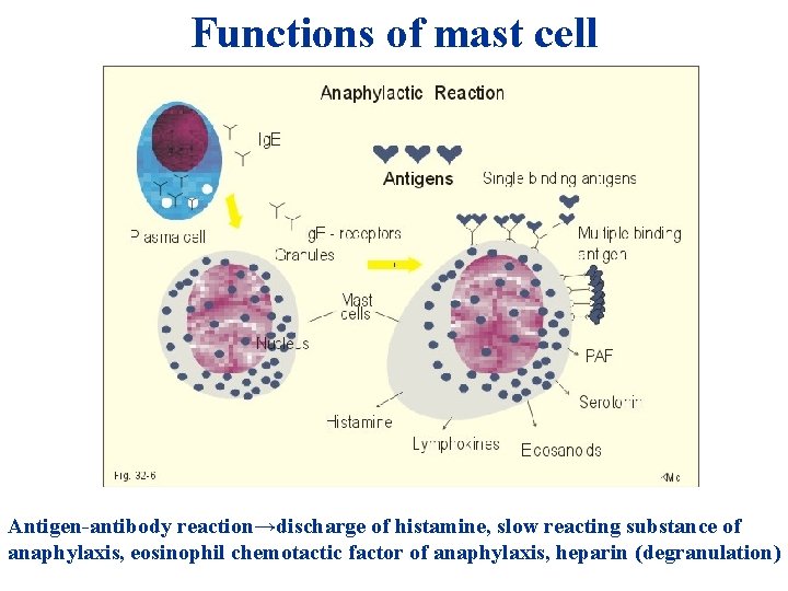 Functions of mast cell + HIO 4 = Antigen-antibody reaction→discharge of histamine, slow reacting Functions of mast cell + HIO 4 = Antigen-antibody reaction→discharge of histamine, slow reacting