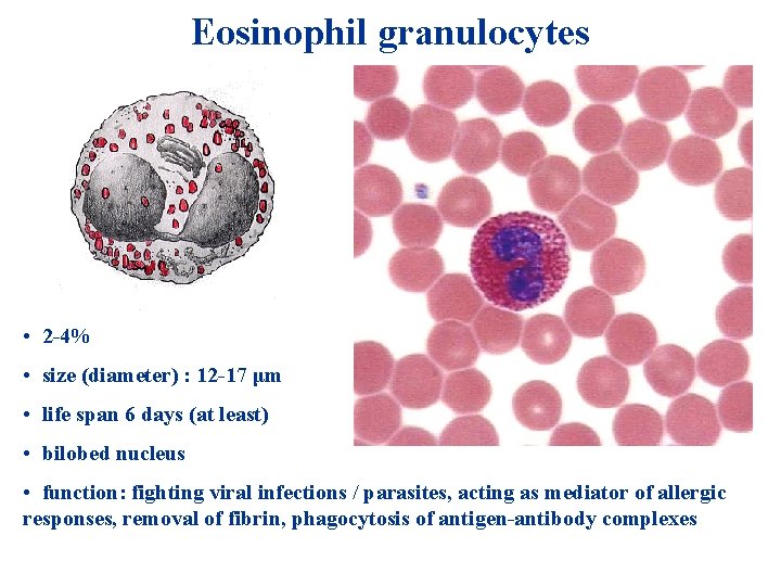 Eosinophil granulocytes • 2 -4% • size (diameter) : 12 -17 μm • life Eosinophil granulocytes • 2 -4% • size (diameter) : 12 -17 μm • life