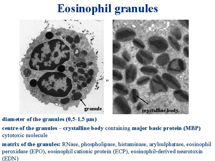 Eosinophil granules granule crystalline body diameter of the granules (0, 5 -1, 5 μm) Eosinophil granules granule crystalline body diameter of the granules (0, 5 -1, 5 μm)