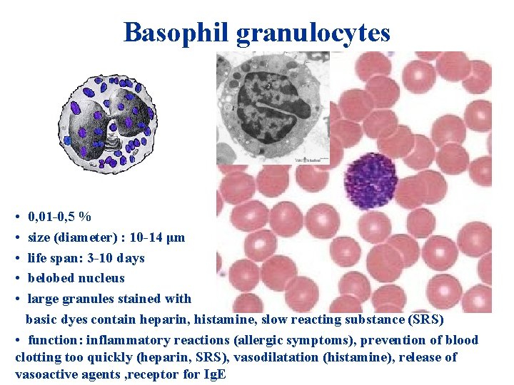 Basophil granulocytes • • • 0, 01 -0, 5 % size (diameter) : 10 Basophil granulocytes • • • 0, 01 -0, 5 % size (diameter) : 10