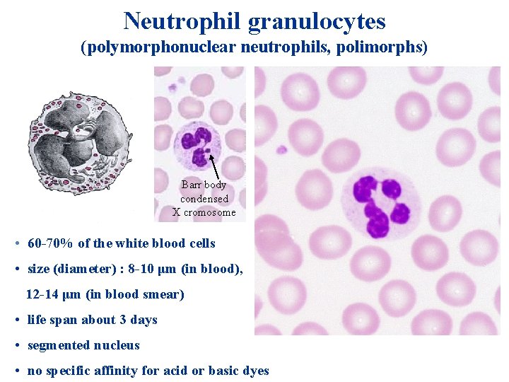 Neutrophil granulocytes (polymorphonuclear neutrophils, polimorphs) Barr body condensed X cromosome • 60 -70% of Neutrophil granulocytes (polymorphonuclear neutrophils, polimorphs) Barr body condensed X cromosome • 60 -70% of