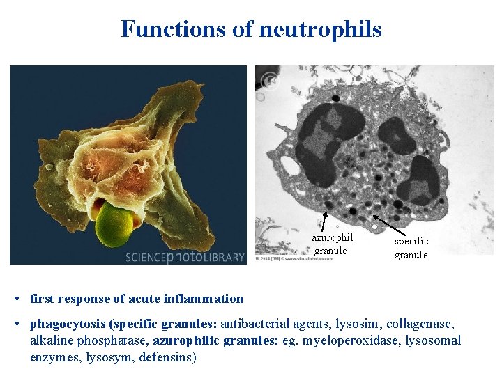 Functions of neutrophils azurophil granule specific granule • first response of acute inflammation • Functions of neutrophils azurophil granule specific granule • first response of acute inflammation •