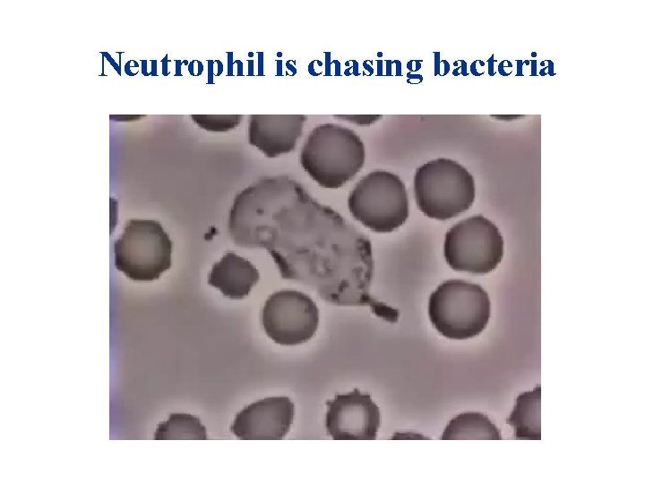 Neutrophil is chasing bacteria Neutrophil is chasing bacteria