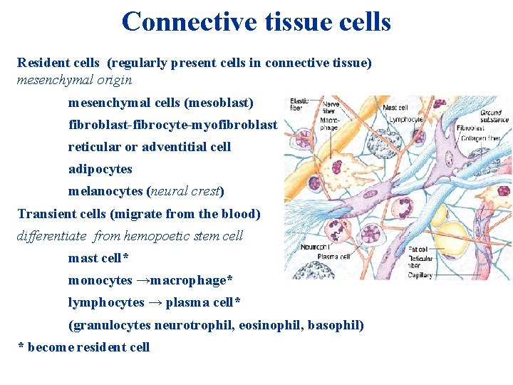 Connective tissue cells Resident cells (regularly present cells in connective tissue) mesenchymal origin mesenchymal Connective tissue cells Resident cells (regularly present cells in connective tissue) mesenchymal origin mesenchymal