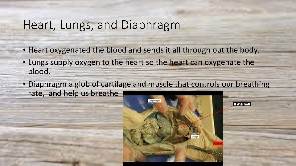 Heart, Lungs, and Diaphragm • Heart oxygenated the blood and sends it all through