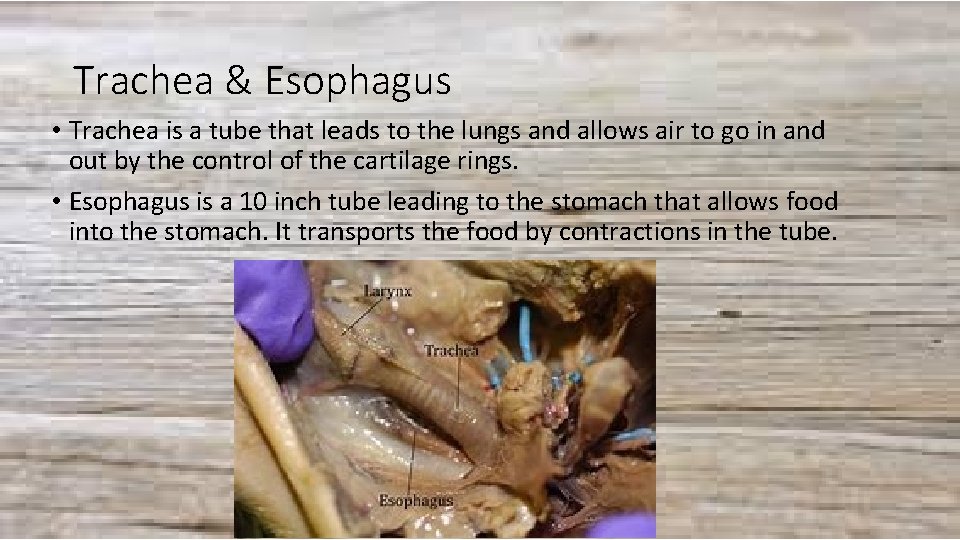 Trachea & Esophagus • Trachea is a tube that leads to the lungs and