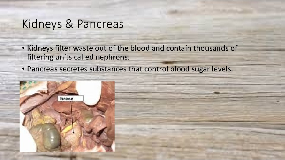 Kidneys & Pancreas • Kidneys filter waste out of the blood and contain thousands