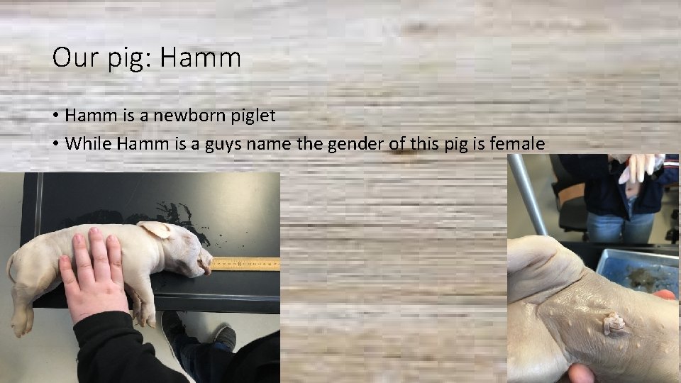 Our pig: Hamm • Hamm is a newborn piglet • While Hamm is a