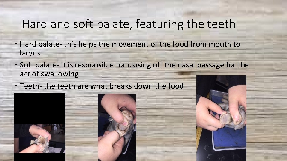 Hard and soft palate, featuring the teeth • Hard palate- this helps the movement