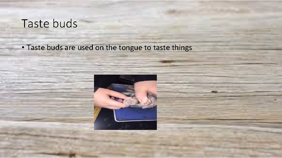 Taste buds • Taste buds are used on the tongue to taste things 