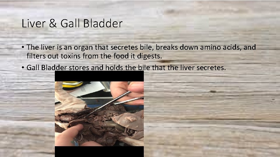 Liver & Gall Bladder • The liver is an organ that secretes bile, breaks