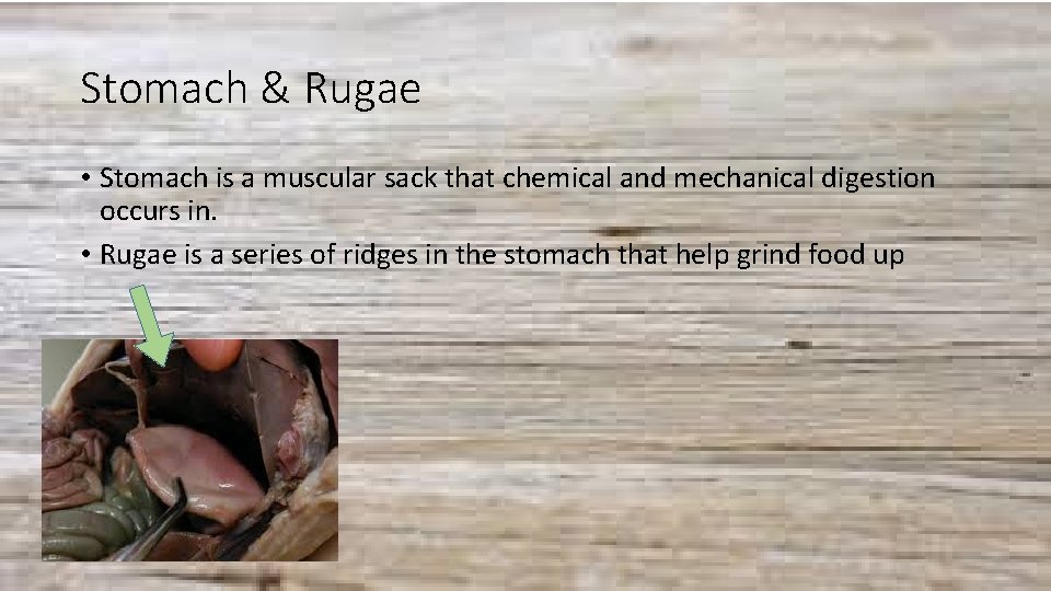 Stomach & Rugae • Stomach is a muscular sack that chemical and mechanical digestion