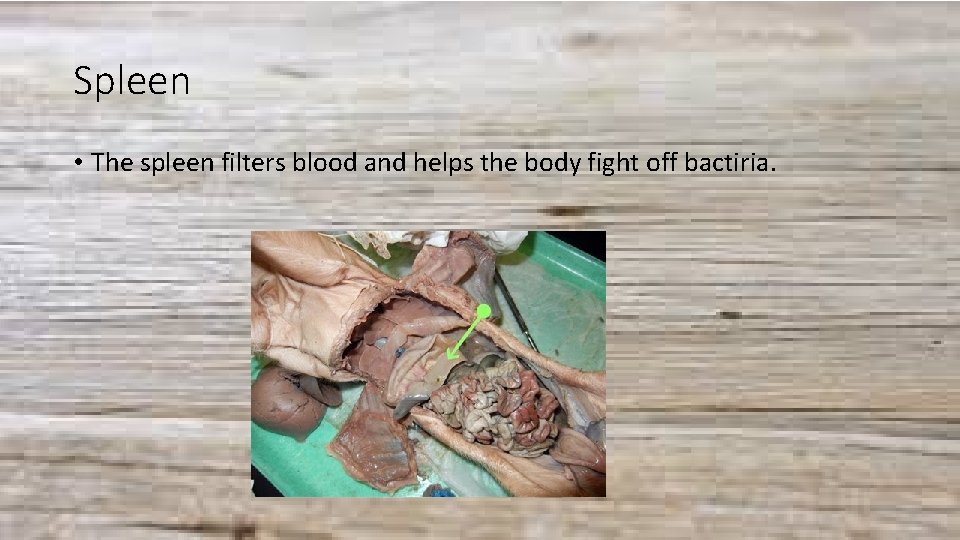 Spleen • The spleen filters blood and helps the body fight off bactiria. 