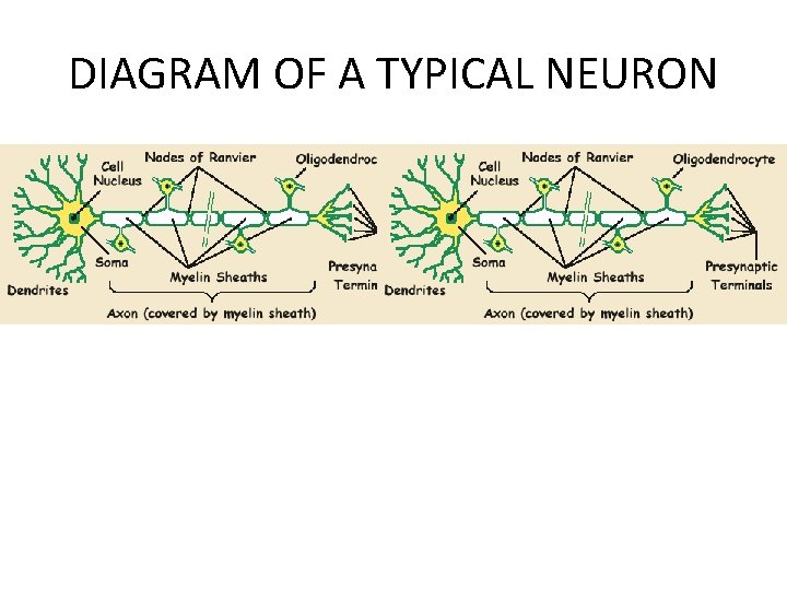 DIAGRAM OF A TYPICAL NEURON 