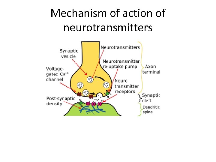 Mechanism of action of neurotransmitters 